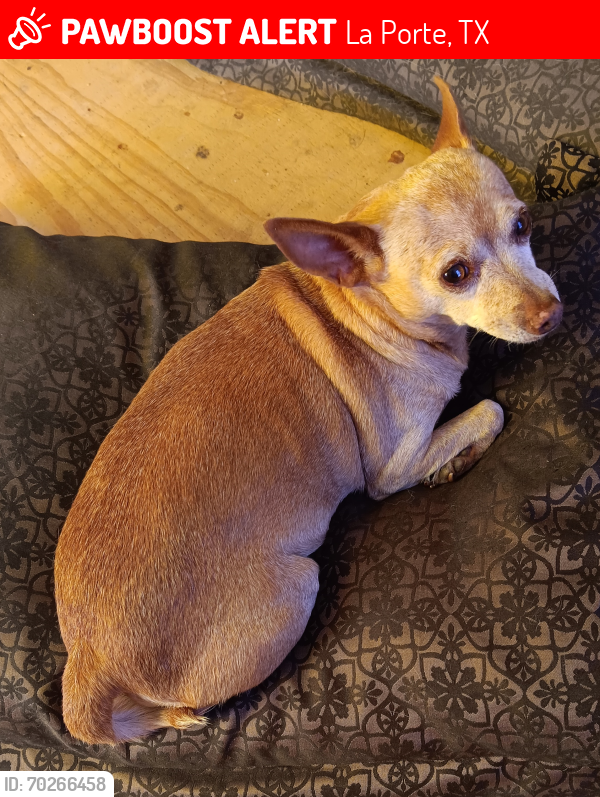 Lost Female Dog last seen La Porte, TX, La Porte, TX 77572