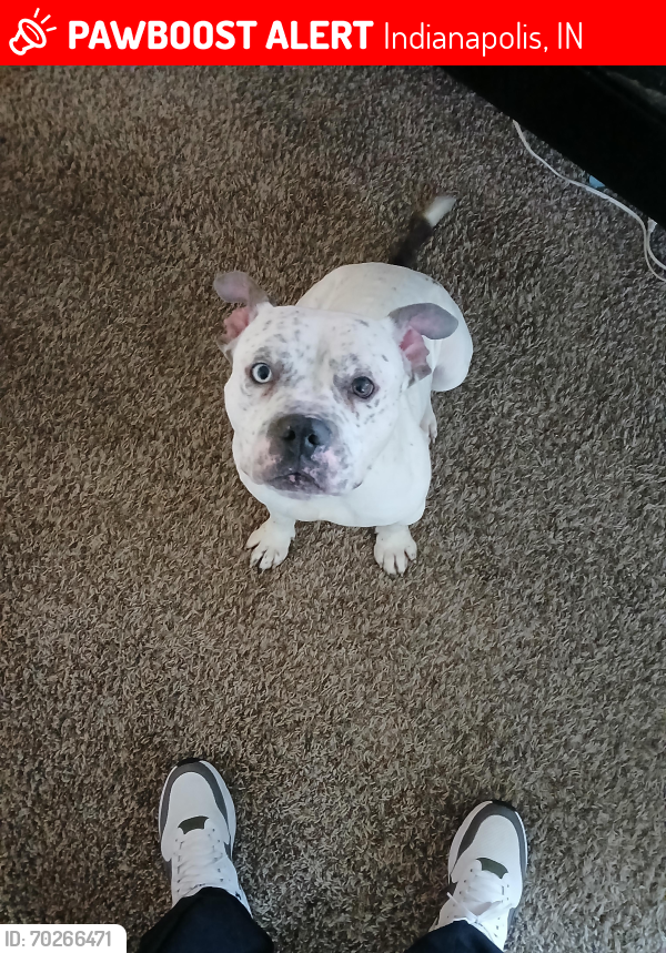 Lost Male Dog last seen 46th Arlington st, Indianapolis, IN 46226