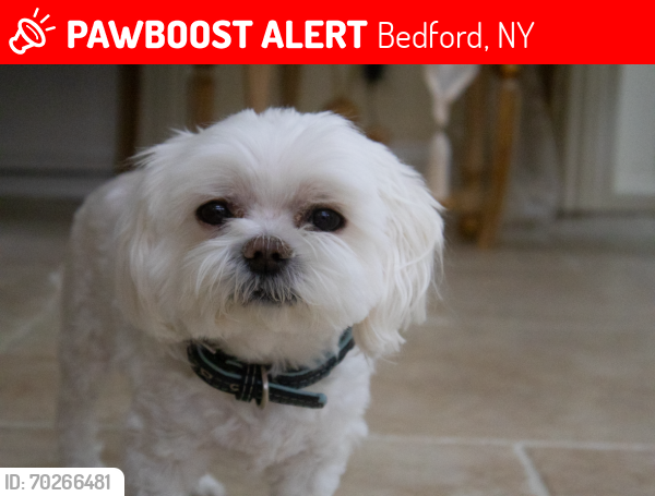 Lost Male Dog last seen Hidden Valley Way is across the street, Bedford, NY 10506