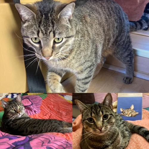 Lost Male Cat last seen beaudry street and ontario street, Montréal, QC H2L 3G4