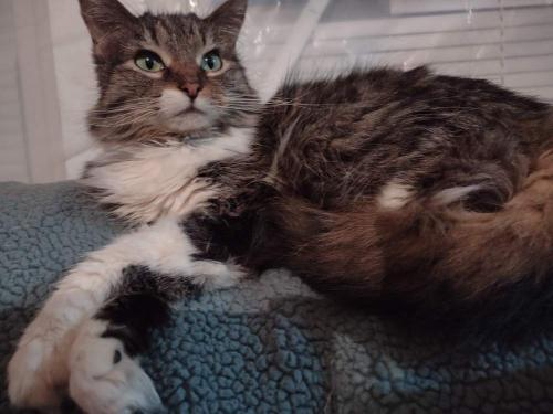 Lost Female Cat last seen Near s wall ave between 12th st and burlington, Muncie, IN 47302