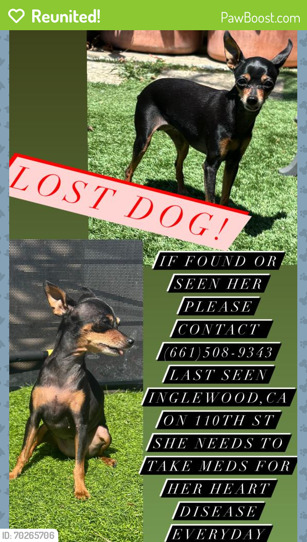 Reunited Female Dog last seen Sofi stadium, Inglewood, CA 90303