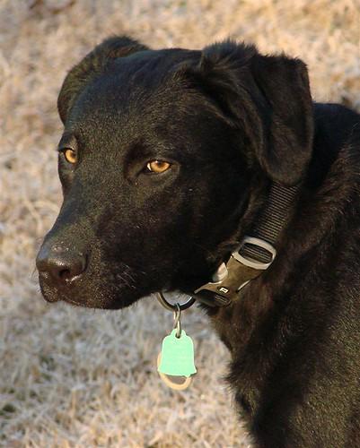 Lost Female Dog last seen sterling and pioneer , Bakersfield, CA 93307