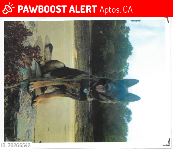 Deceased Female Dog last seen windemere ln, Aptos, CA 95003