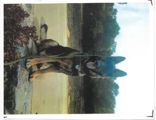Lost Female Dog last seen windemere ln, Aptos, CA 95003