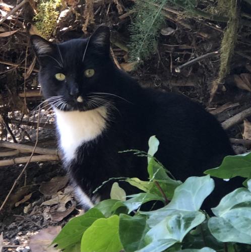 Lost Male Cat last seen Twin Dolphin Drive, off Ralston in Redwood Shores, Redwood City, CA 94065
