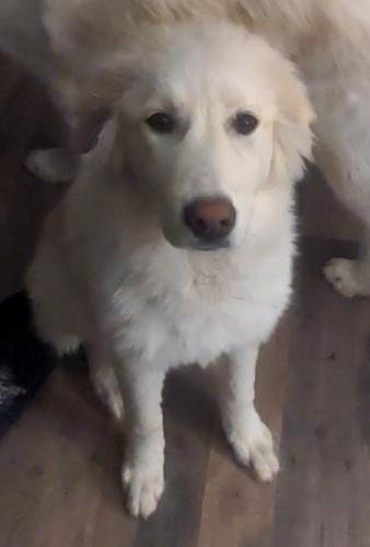 Lost Female Dog last seen 98th and Sage, Albuquerque, NM 87121