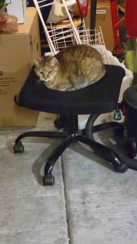 Lost Female Cat last seen Green way and Horizon. 2 schools nearby., Henderson, NV 89002