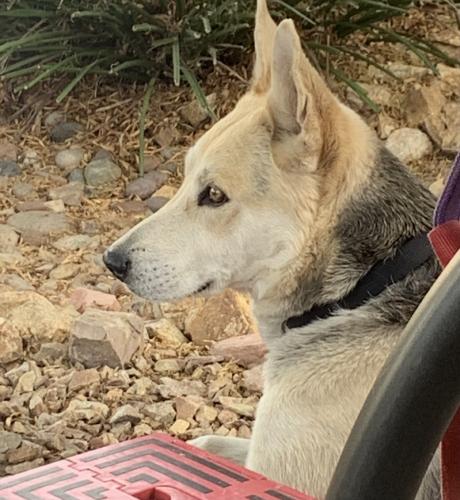 Lost Male Dog last seen Gary reese freedom park, Las Vegas, NV 89101