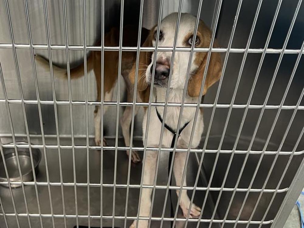 Shelter Stray Male Dog last seen KISMET RD, ALTOONA, Tavares, FL 32778