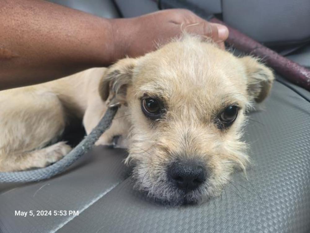Shelter Stray Male Dog last seen Near BLOCK FIELD ST, DETROIT, MI 48214, Detroit, MI 48211