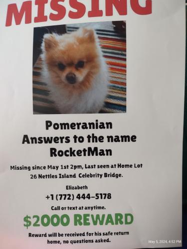 Lost Male Dog last seen Nettles Island near celebrity Island bridge lot 26, Jensen Beach, FL 34957