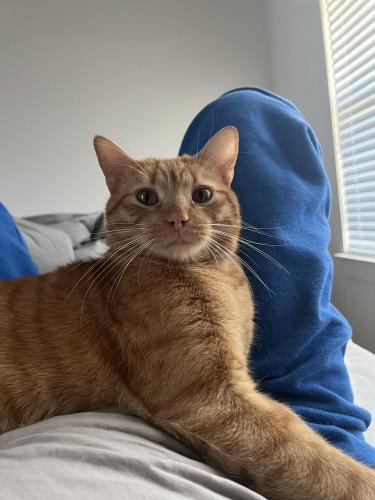 Lost Male Cat last seen By Sandra’s and Polos, San Antonio, TX 78253