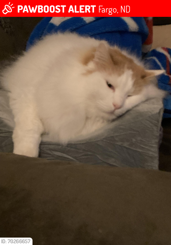 Lost Male Cat last seen 73rd and 29th, Fargo, ND 58104