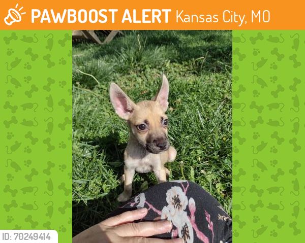 Shelter Stray Male Dog last seen E 31st St & Norton Ave, KCMO 64128, 64128, MO, Kansas City, MO 64132