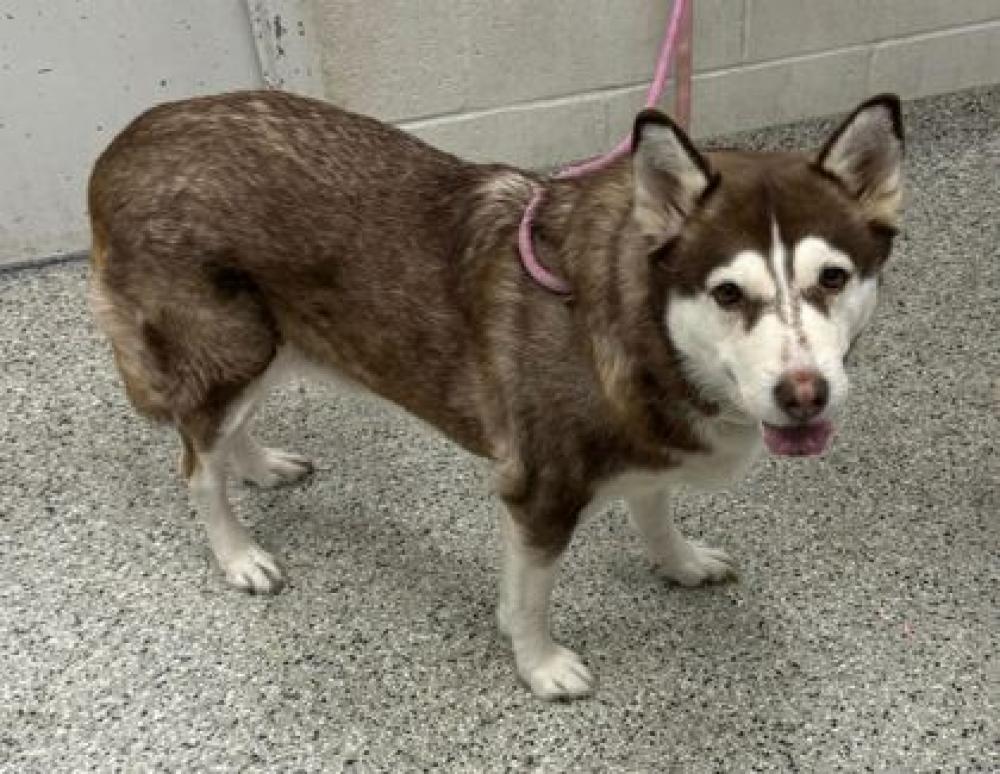 Shelter Stray Female Dog last seen Near N Corrington Ave KCMO 64119, 64119, MO, Kansas City, MO 64132