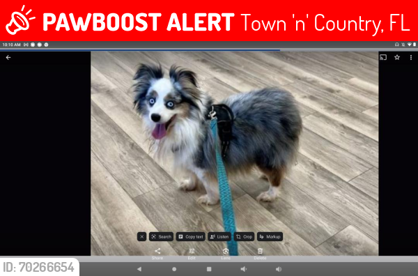 Lost Male Dog last seen Town and Country, Tampa, Town 'n' Country, FL 33615