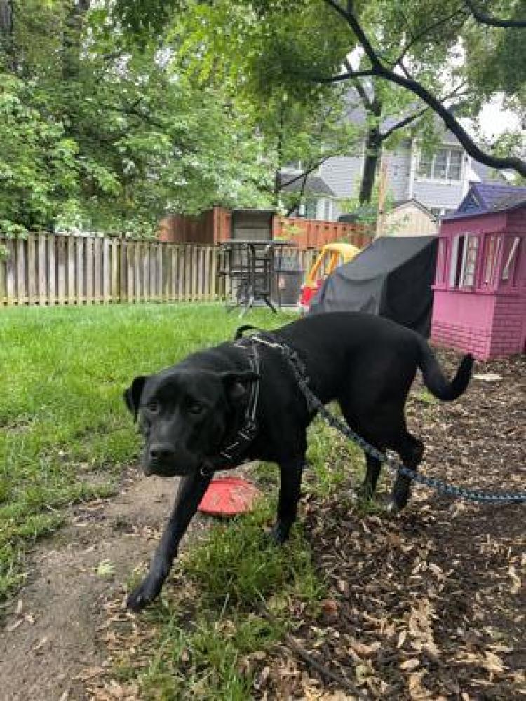 Shelter Stray Unknown Dog last seen Herndon, VA, 20170, Rainbow Court, Fairfax County, VA, Fairfax, VA 22032