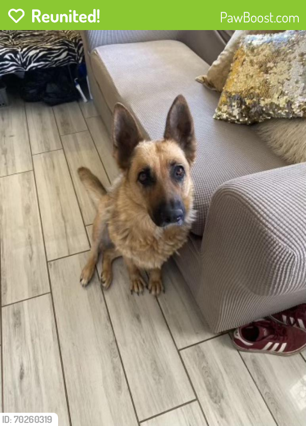 Reunited Female Dog last seen i dont know 😭, Phoenix, AZ 85006