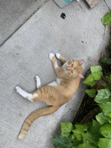 Found/Stray Male Cat last seen At my hse, he has to be somebodies (he’s friendly)., San Bernardino, CA 92404
