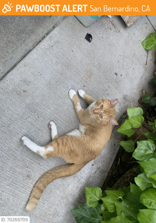 Found/Stray Male Cat last seen At my hse, he has to be somebodies (he’s friendly)., San Bernardino, CA 92404