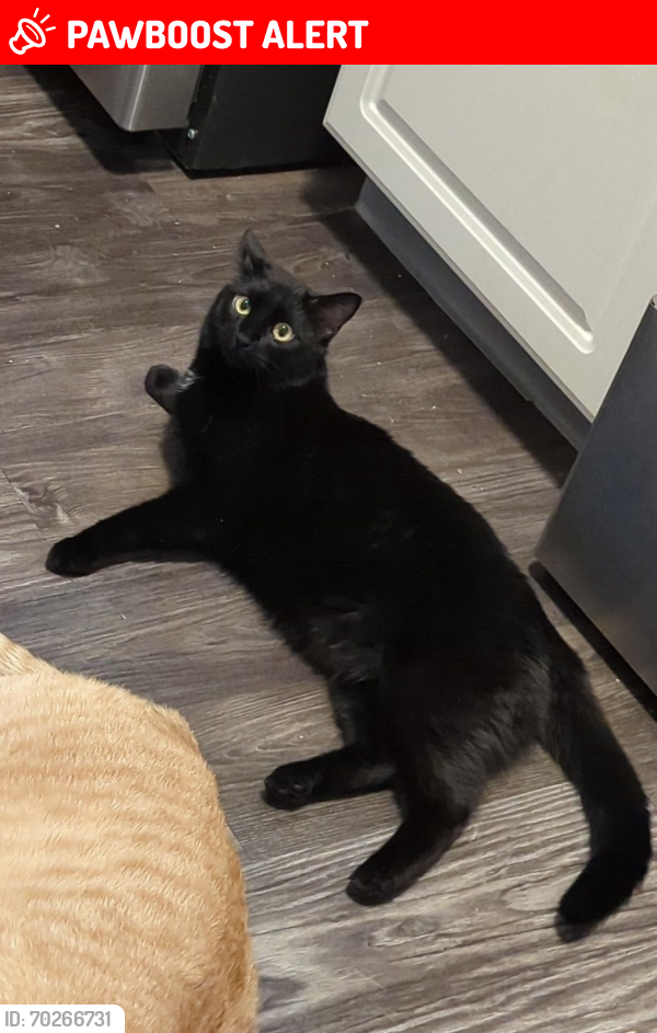 Lost Female Cat last seen McKelvey Rd., Maryland Heights, MO 63043