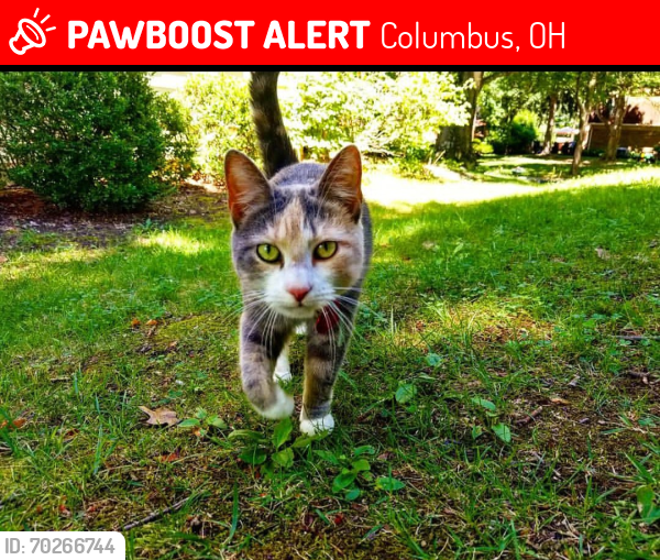 Lost Female Cat last seen Lakeside at the sanctuary , Columbus, OH 43235