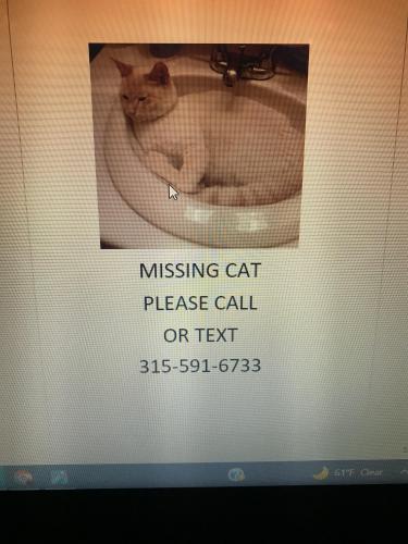 Lost Male Cat last seen Greenwood, SC, Greenwood, SC 29649