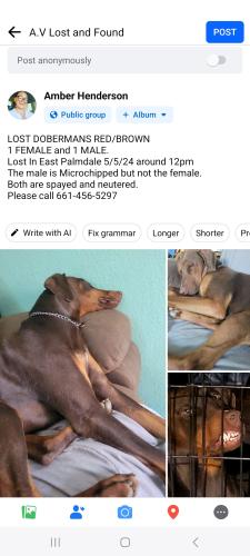Lost Male Dog last seen 35th st east & Ave S, Palmdale, CA 93550