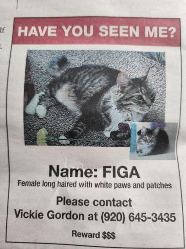 Lost Female Cat last seen North Main and Madson Ave , Fort Atkinson, WI 53538
