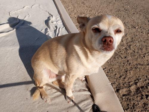 Lost Female Dog last seen National hwy & Robinson, Oro Grande, CA 92368