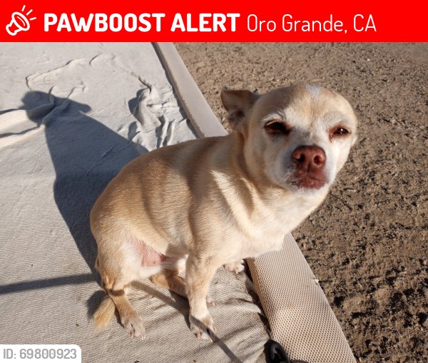 Lost Female Dog last seen National hwy & Robinson, Oro Grande, CA 92368