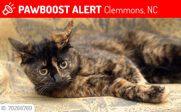 Lost Female Cat last seen Barrington Oaks Drive, Clemmons, NC 27012