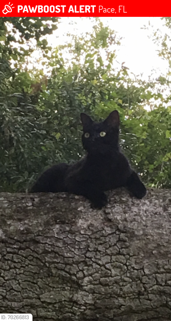 Lost Male Cat last seen Twelve Oaks subdivision & West Spencerfield, Pace, FL 32571