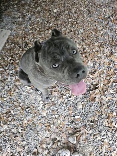 Lost Male Dog last seen Near seawillow road , Lockhart, TX 78644