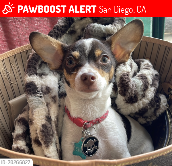 Lost Male Dog last seen Near simi pl , San Diego, CA 92139