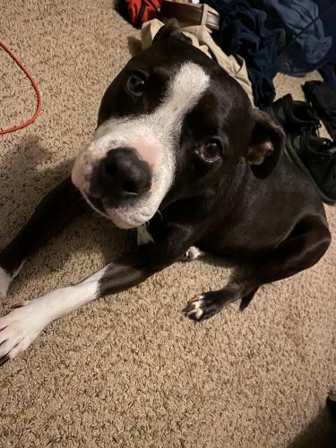 Lost Female Dog last seen Major and Walden Rd, Beaumont, TX 77707