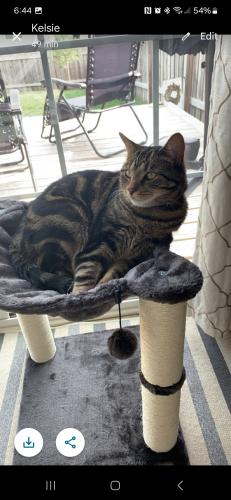Lost Male Cat last seen Timberline Trail and 650 East/HARVEST PARK, Worth Township, IN 46075