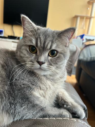 Lost Female Cat last seen W 15th street and Racine street , Chicago, IL 60608