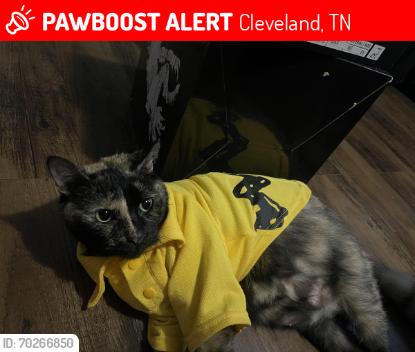 Lost Female Cat last seen Lay Street, Wildwood, 14th St., Cleveland, TN 37311