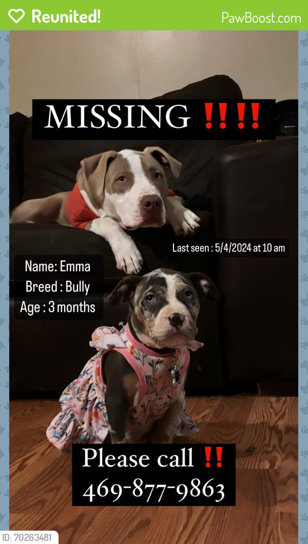 Reunited Female Dog last seen Near Alan A Dale Rd , Arlington, TX 76013