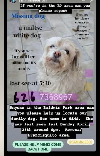 Lost Female Dog last seen Salisbury st Baldwin Park , Baldwin Park, CA 91706