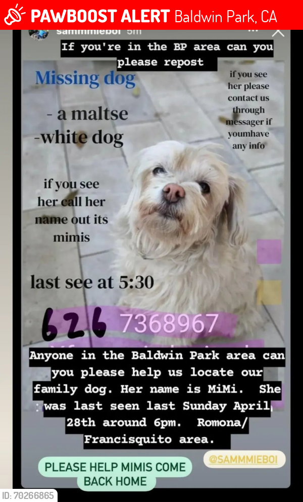 Lost Female Dog last seen Salisbury st Baldwin Park , Baldwin Park, CA 91706