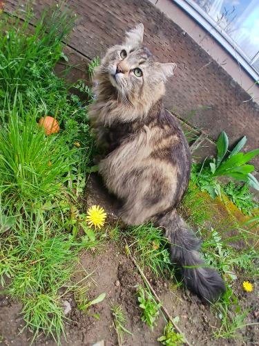 Lost Male Cat last seen Backyard. Nearest 82nd. St., Portland, OR 97216