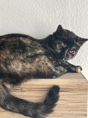 Lost Female Cat last seen Near Mooregate pl Riverside, Riverside, CA 92506