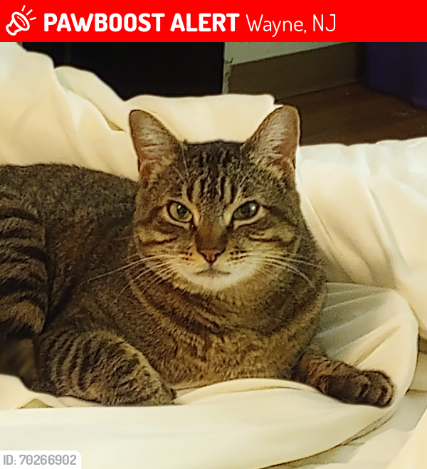 Lost Male Cat last seen Church street , Wayne, NJ 07470