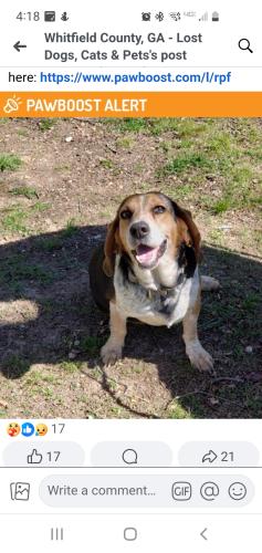 Lost Male Dog last seen Near Sagamore Dr Tunnel Hill , Tunnel Hill, GA 30755