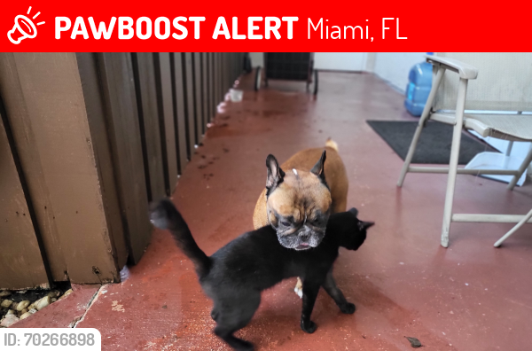 Lost Female Cat last seen View West cndmniums, Miami, FL 33193