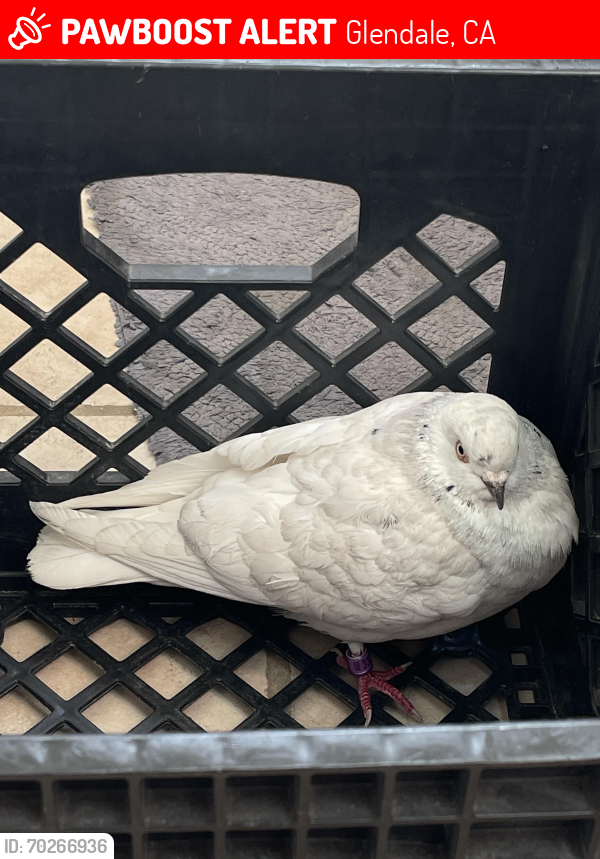 Lost Unknown Bird last seen Near West Stocker St , Glendale, CA 91202