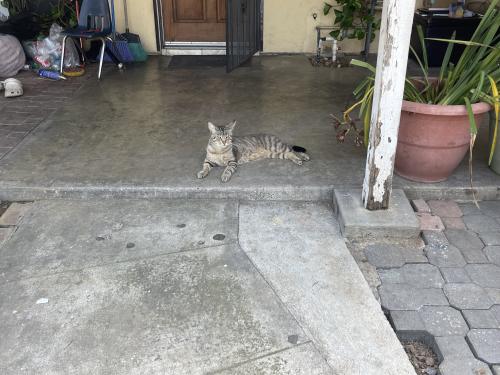 Lost Male Cat last seen Larwin street , La Mirada, CA 90638
